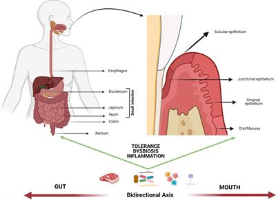 Oral Versus Gastrointestinal Mucosal Immune Niches in Homeostasis and Allostasis